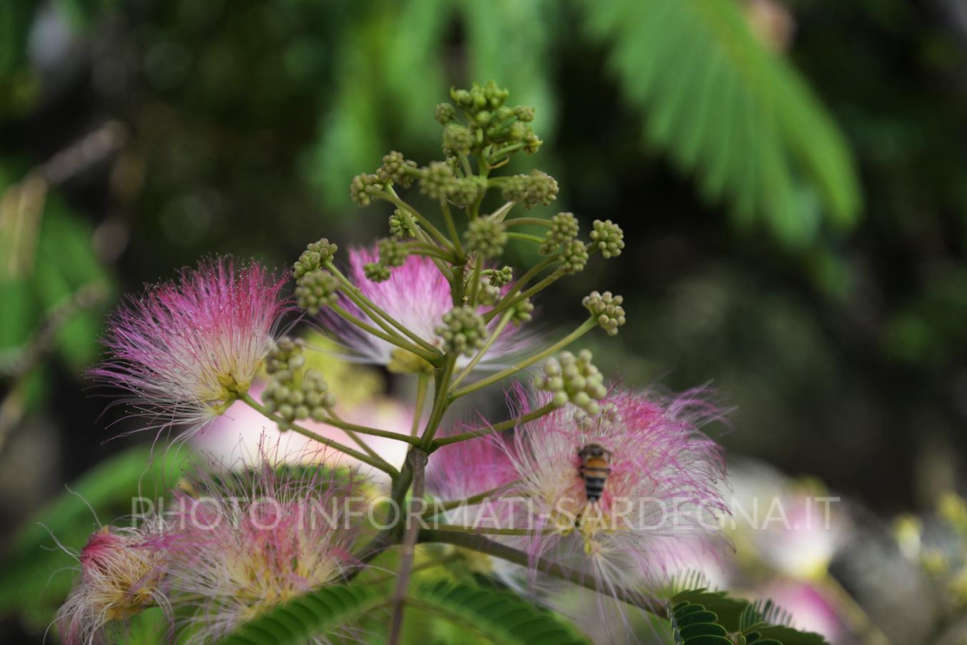 Acacia di Costantinopoli 