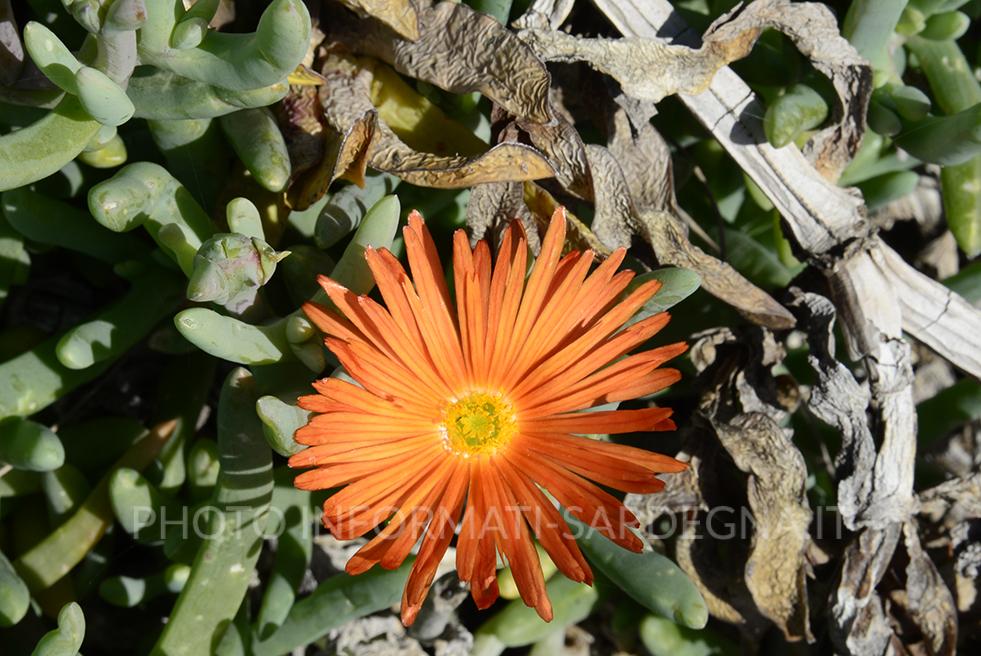 Fico degli Ottentotti (o Carpobrotus)