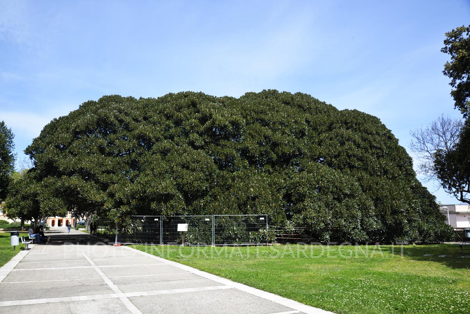 Esemplare di Ficus macrophylla (125 anni) ai Giardini Pubblici di Cagliari