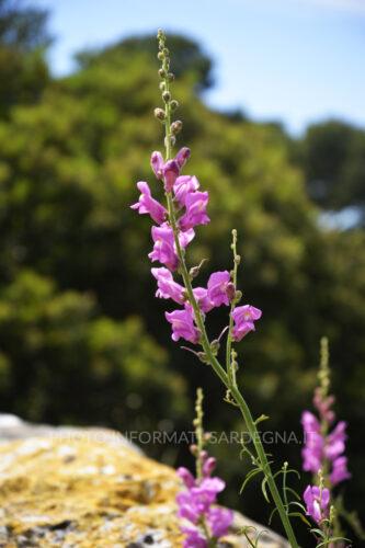 Bocca di leone, di colore fuxia