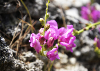 fiore di bocca di leone (Antirrhinum majus) fuxia