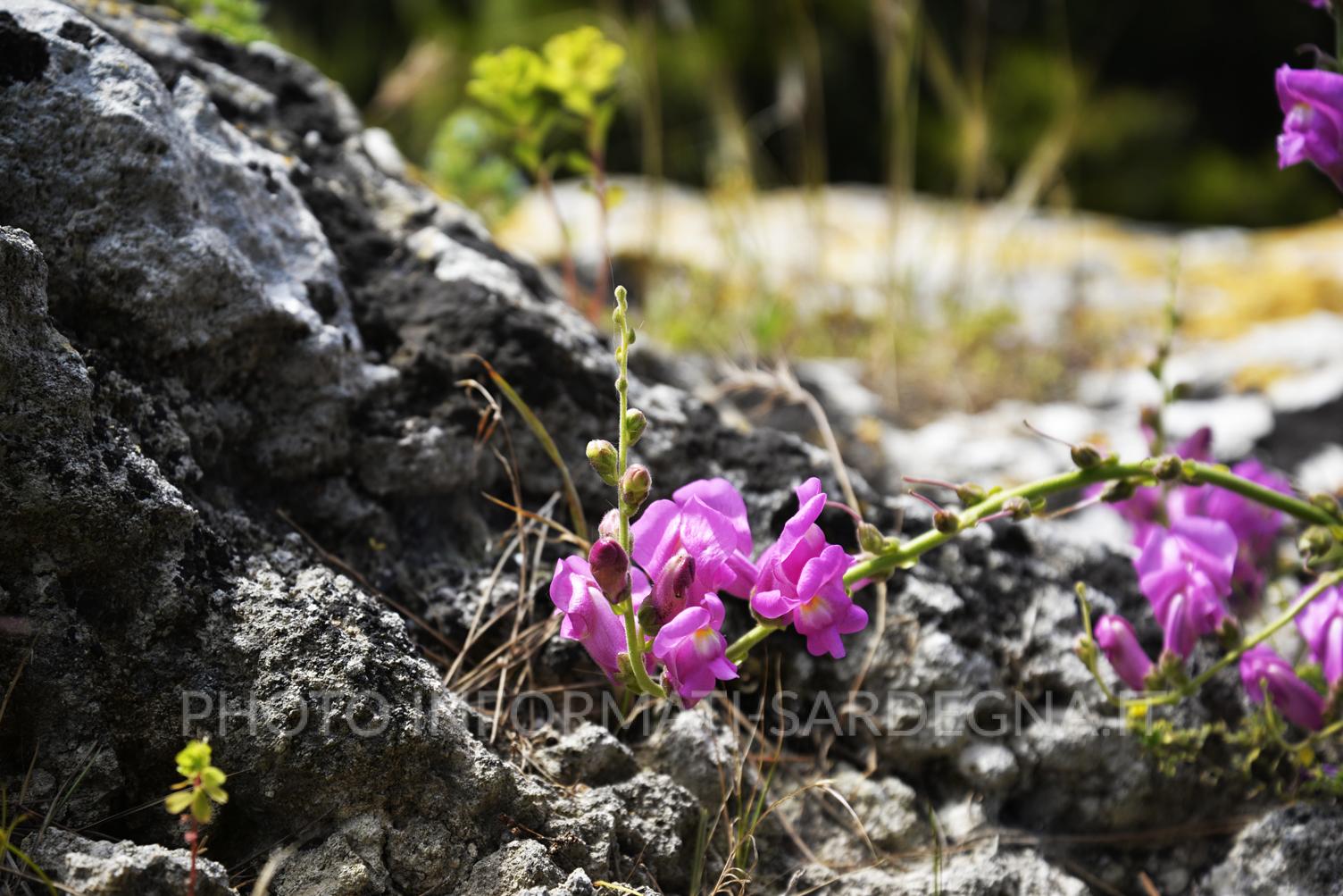 Teschi delle fate di colore fuxia