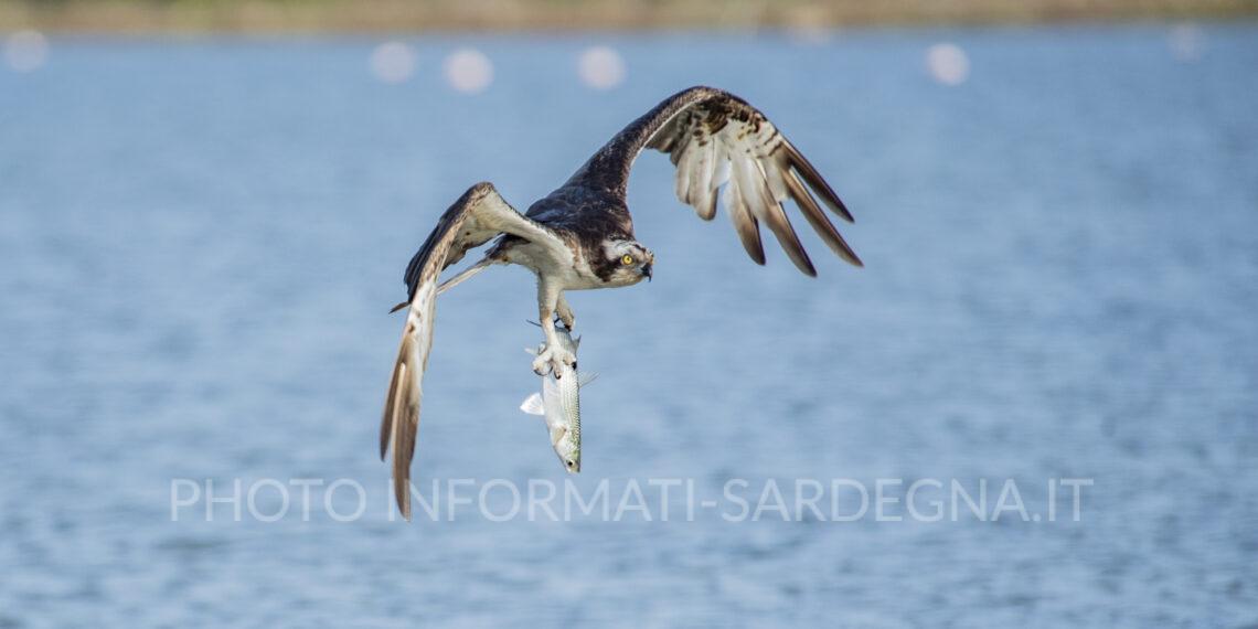 Falco pescatore Cabras (OR). Foto: Cristian Mascia