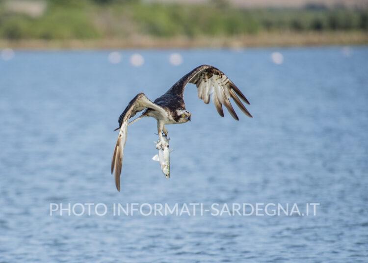Falco pescatore Cabras (OR). Foto: Cristian Mascia