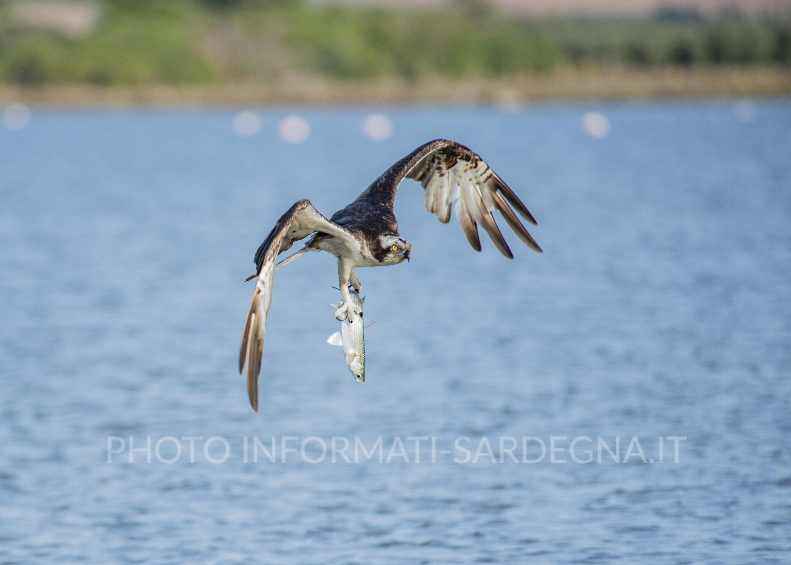 falco pescatore Cabras (OR). Foto: Cristian Mascia