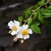Fiore del Cisto femmina, Cistus salviifolius.