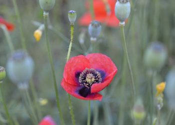 Papaver rhoeas usato in cucina tradizionale