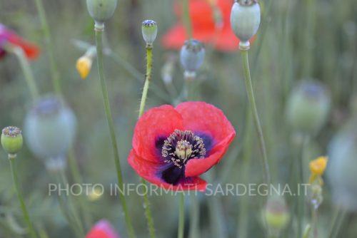 Papaver rhoeas usato in cucina tradizionale