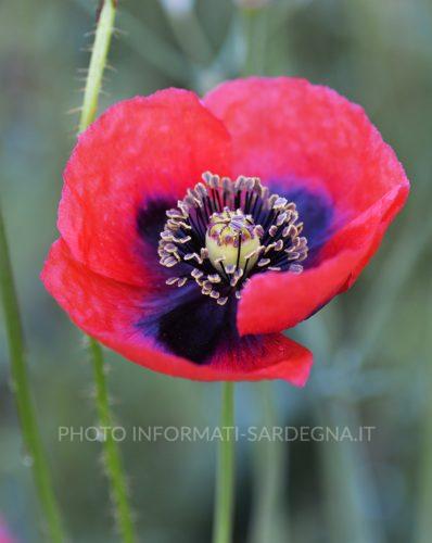Papavero comune o Papaver rhoeas