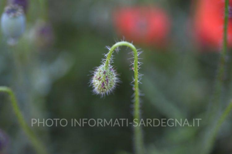 Come nascono i fiori