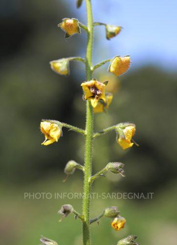 Verbasco Virgato Verbascum virgatum