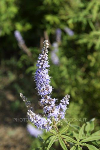 Fiori d’autunno in Sardegna: Agnocasto