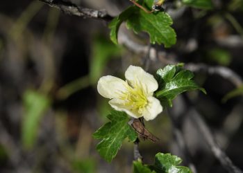 Clematis cirrhosa