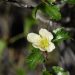 Clematis cirrhosa