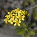 Senecio angulatus