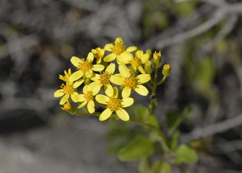 Senecio angulatus