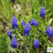 Muscari armeniacum