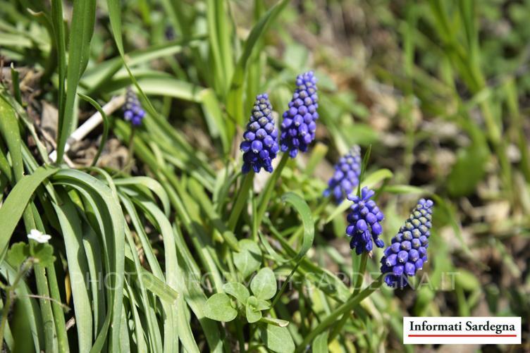 Muscari armeniacum