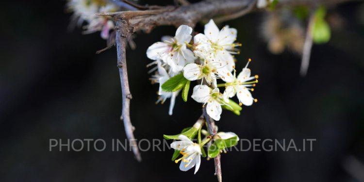 Ciliegio selvatico, fiore.