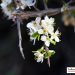 Ciliegio selvatico, fiore.