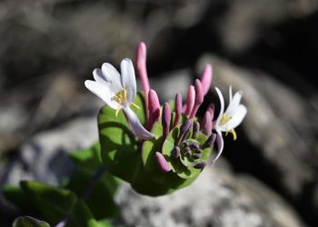 Caprifoglio mediterraneo