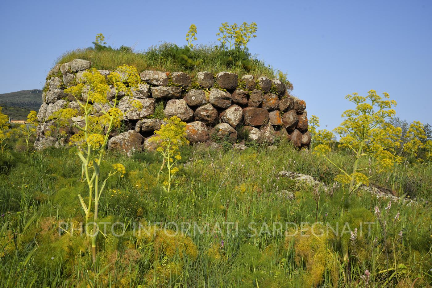 Ferula