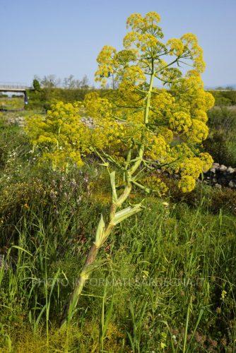 Ferula