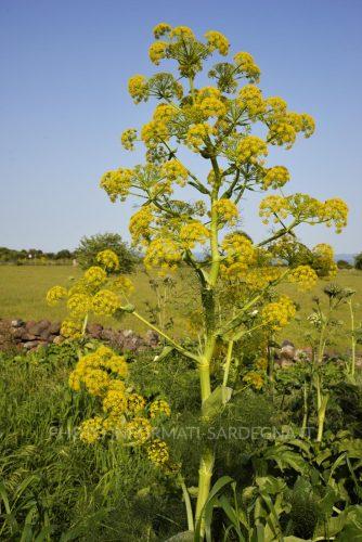 Ferula