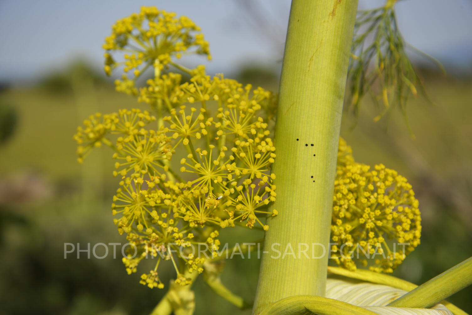 Ferula Arrigon