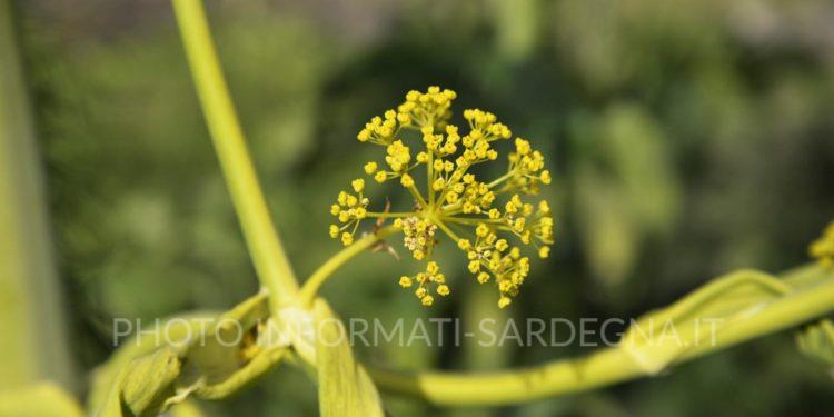 Ferula