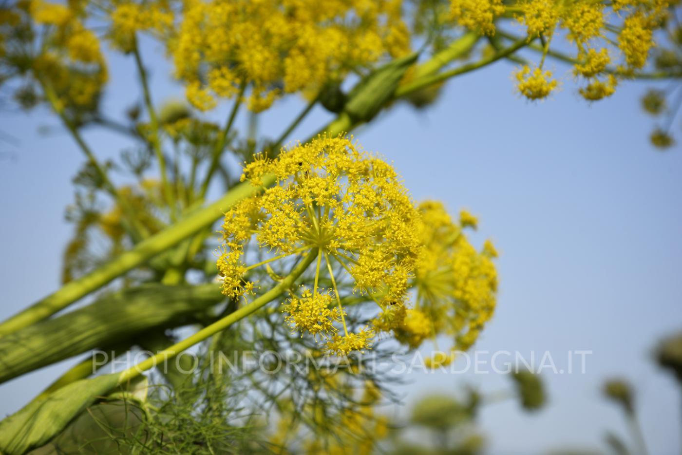 Ferula