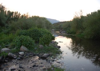 Cedrino