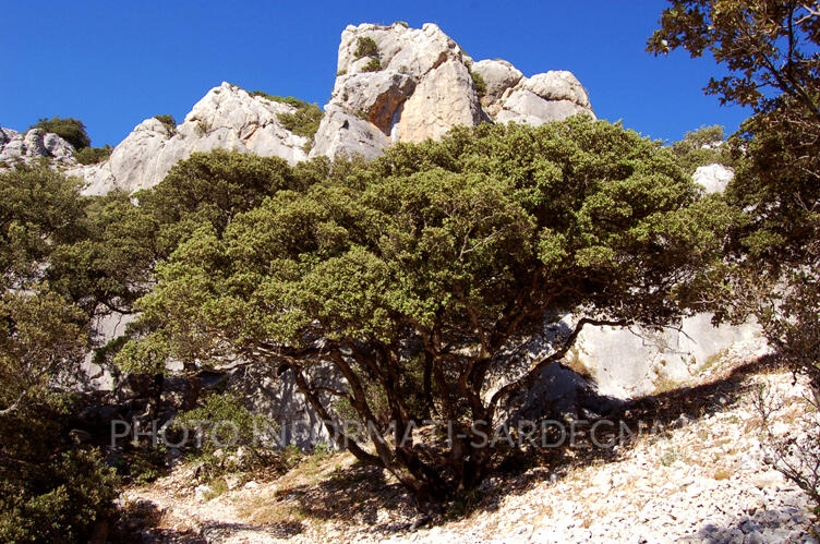 Il paesaggio vegetale e roccioso del Monte Tuttavista 