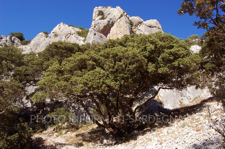 Monte Tuttavista, Galtellì