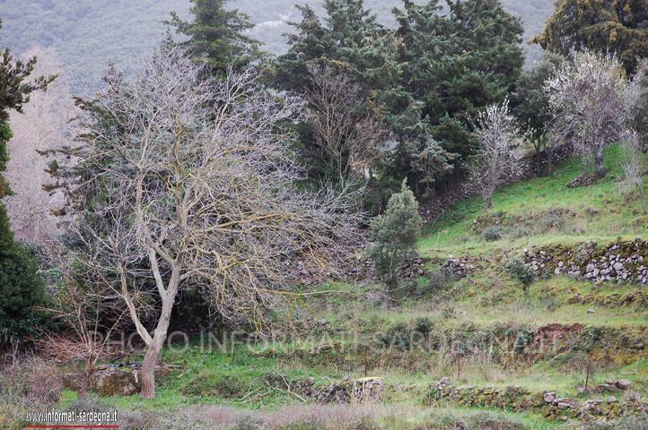 Icorè a Dorgali