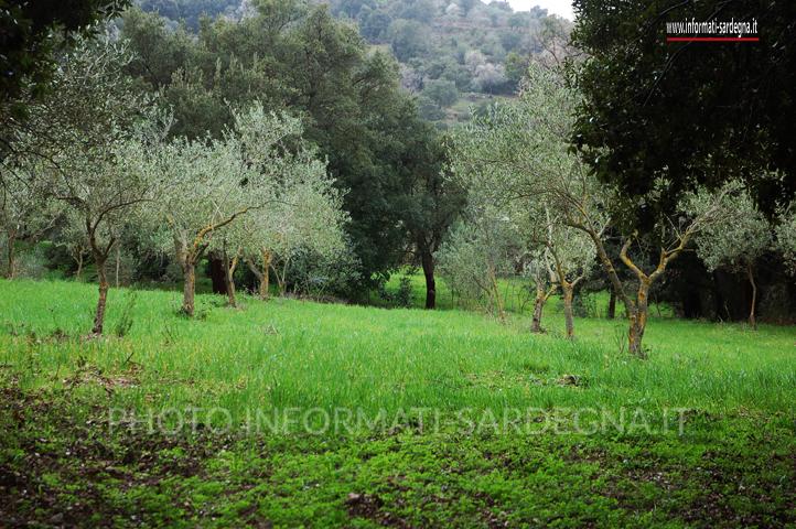 Icorè a Dorgali