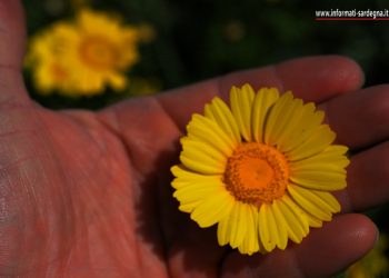 Crisantemo selvatico