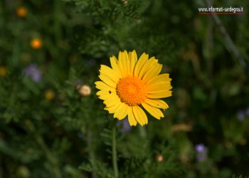 Occhio di bue (o Crisantemum coronarium)