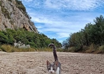 Gatto domestico a Cala Luna. Foto. gruppo fb Sardegna isola meravigliosa