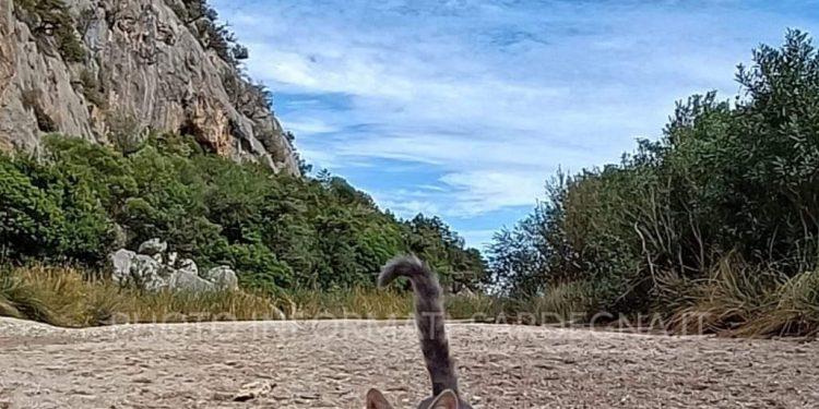 Gatto domestico a Cala Luna. Foto. gruppo fb Sardegna isola meravigliosa