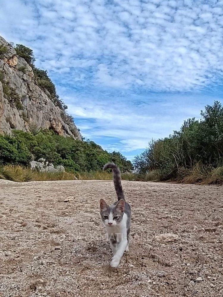 Gatto domestico a Cala Luna. Foto. gruppo fb Sardegna isola meravigliosa