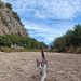 Gatto domestico a Cala Luna. Foto. gruppo fb Sardegna isola meravigliosa