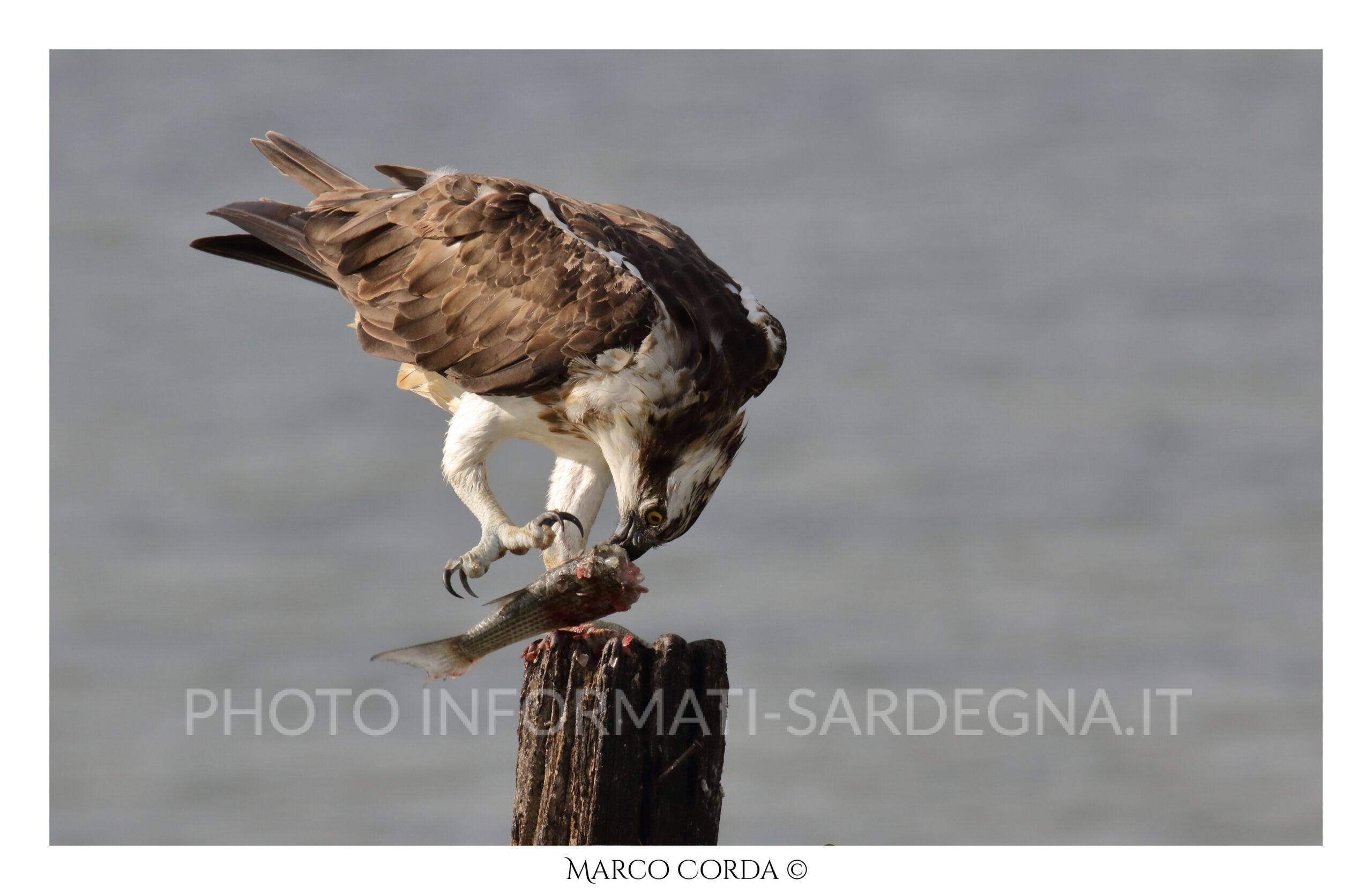 Falco pescatore nelle lagune dell'Oristanese