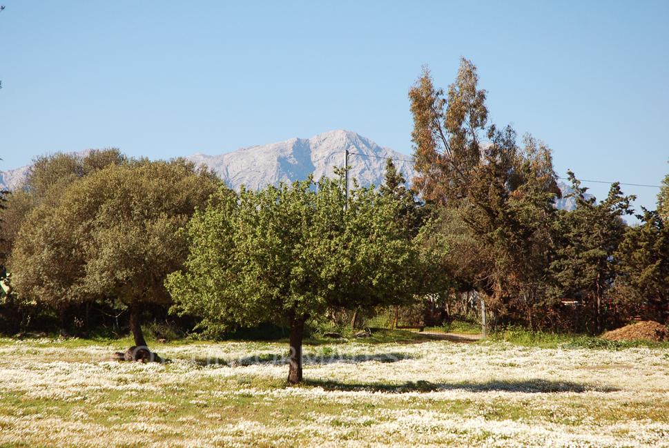 Prato di camomilla cresce spontaneo sotto gli alberi della macchia mediterranea in Sardegna