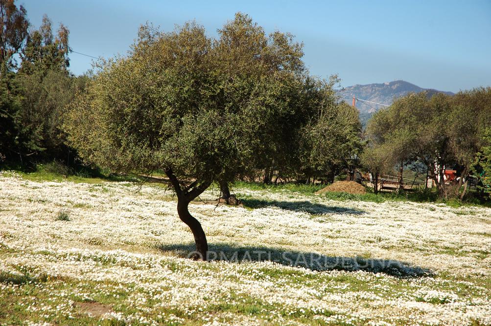 Camomilla (Matricaria chamomilla) in fiore nei campi della Sardegna