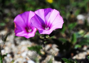 Il convolvolo o vilucchio (Convolvulus arvensis)