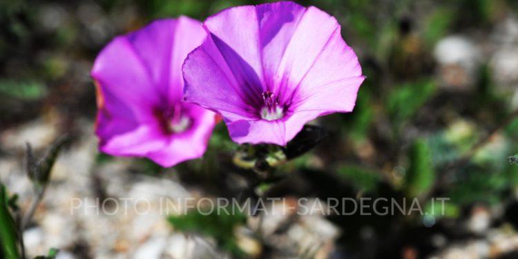 Il convolvolo o vilucchio (Convolvulus arvensis)
