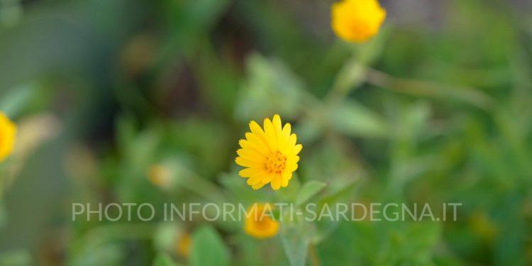 Fiorarrancio selvatico