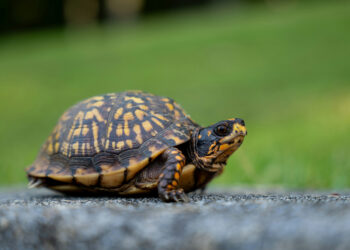 Tartarughe come palloni da calcio a Dorgali