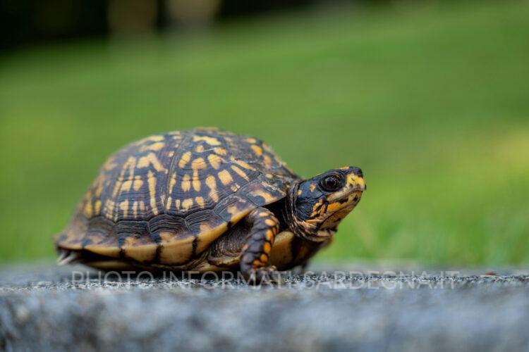 Tartarughe come palloni da calcio a Dorgali